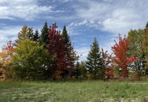 Photograph from Brandin's property in northern Maine