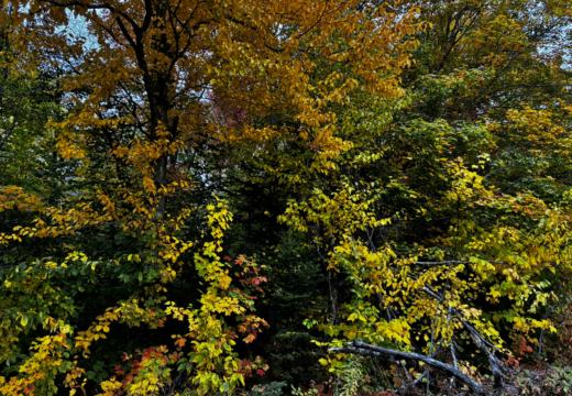 Photograph from Brandin's property in northern Maine
