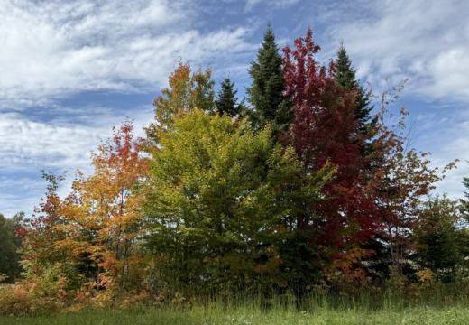 Photograph from Brandin's property in northern Maine