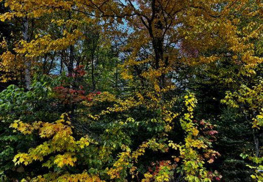 Photograph from Brandin's property in northern Maine
