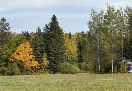 Photograph from Brandin's property in northern Maine