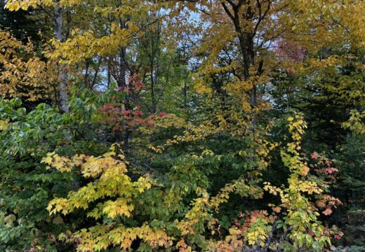 Photograph from Brandin's property in northern Maine