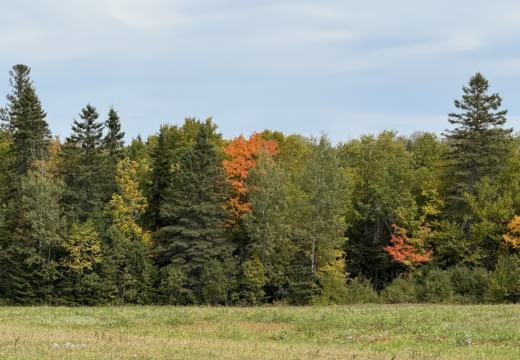 Photograph from Brandin's property in northern Maine
