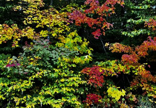 Photograph from Brandin's property in northern Maine
