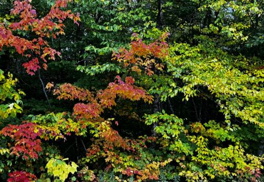 Photograph from Brandin's property in northern Maine