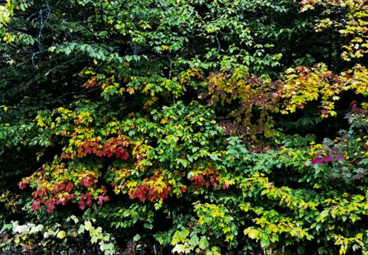 Photograph from Brandin's property in northern Maine