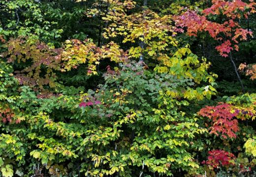 Photograph from Brandin's property in northern Maine
