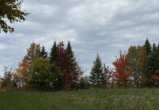 Photograph from Brandin's property in northern Maine