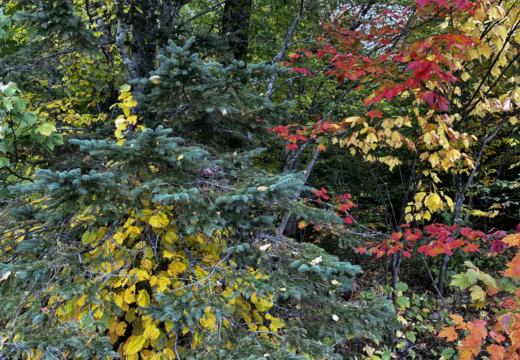 Photograph from Brandin's property in northern Maine