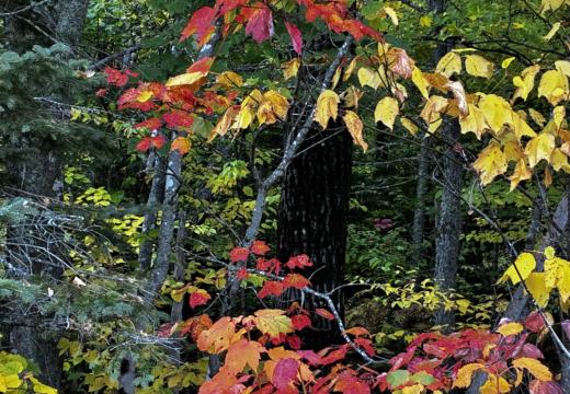 Photograph from Brandin's property in northern Maine