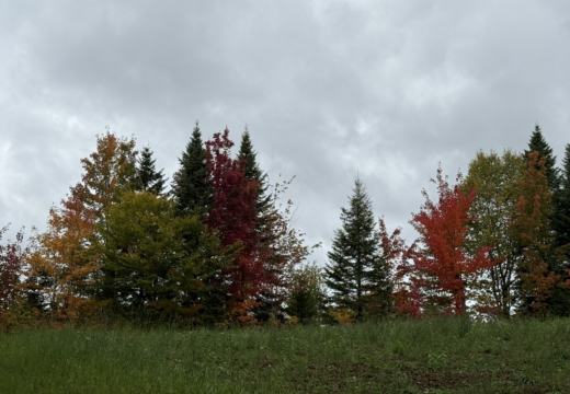 Photograph from Brandin's property in northern Maine