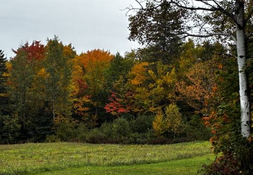 Photograph from Brandin's property in northern Maine