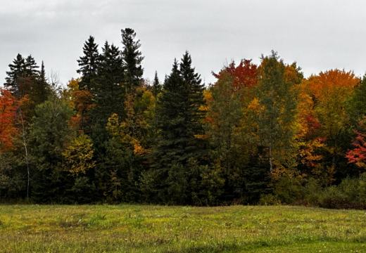 Photograph from Brandin's property in northern Maine