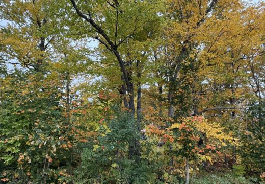 Photograph from Brandin's property in northern Maine