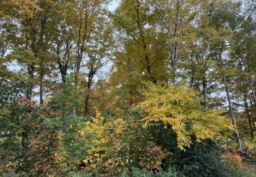 Photograph from Brandin's property in northern Maine