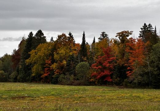 Photograph from Brandin's property in northern Maine