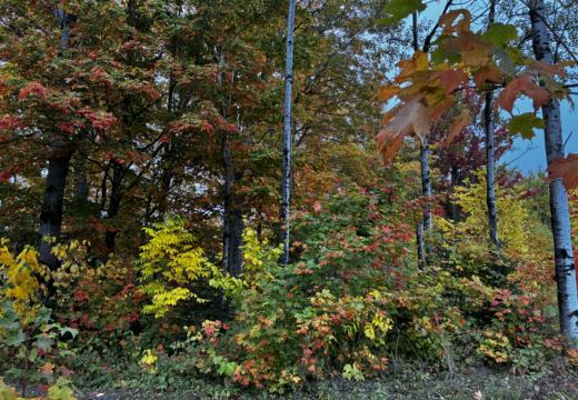Photograph from Brandin's property in northern Maine