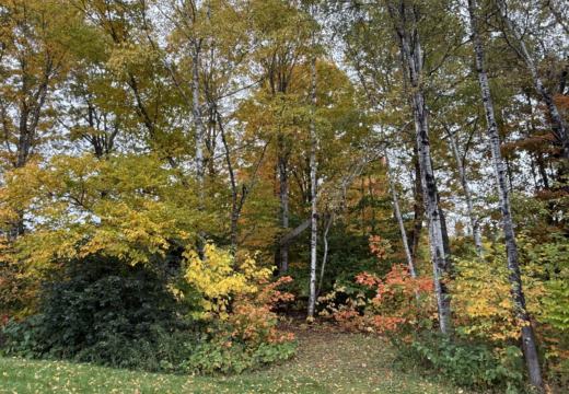 Photograph from Brandin's property in northern Maine