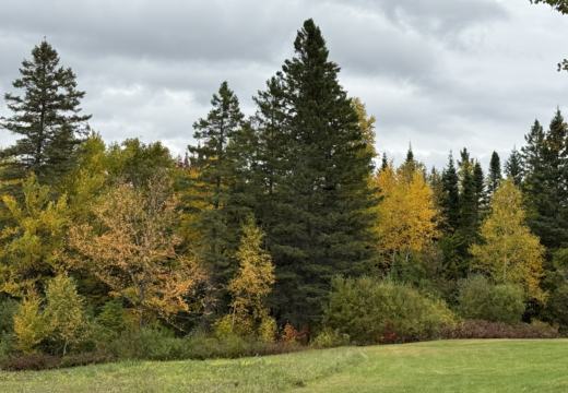 Photograph from Brandin's property in northern Maine