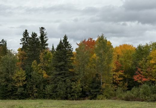 Photograph from Brandin's property in northern Maine