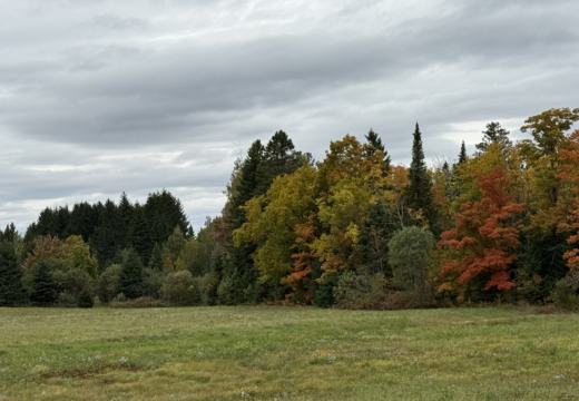 Photograph from Brandin's property in northern Maine