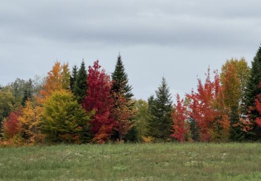Photograph from Brandin's property in northern Maine