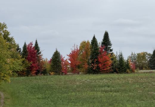 Photograph from Brandin's property in northern Maine