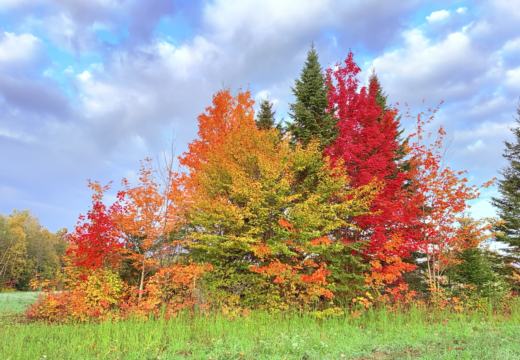 Photograph from Brandin's property in northern Maine