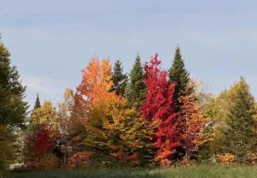 Photograph from Brandin's property in northern Maine