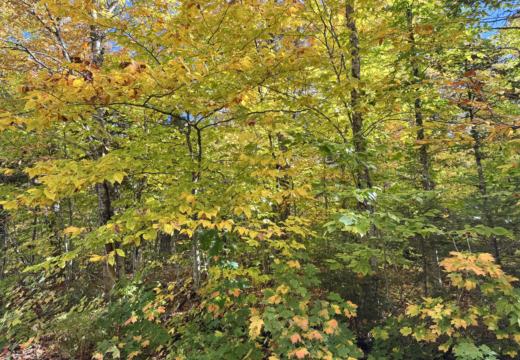 Photograph from Brandin's property in northern Maine