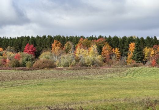 Photograph from Brandin's property in northern Maine