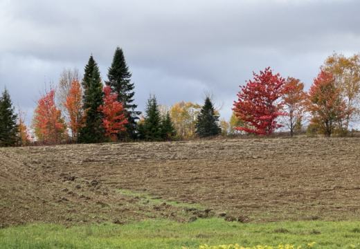 Photograph from Brandin's property in northern Maine
