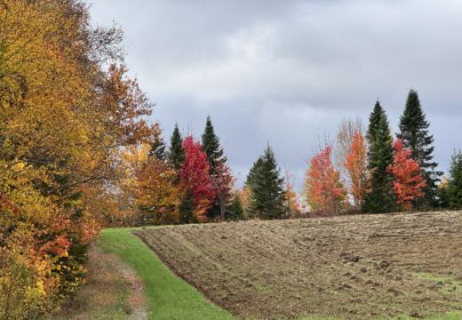 Photograph from Brandin's property in northern Maine