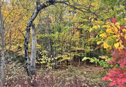 Photograph from Brandin's property in northern Maine