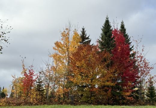 Photograph from Brandin's property in northern Maine