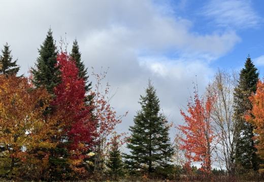 Photograph from Brandin's property in northern Maine